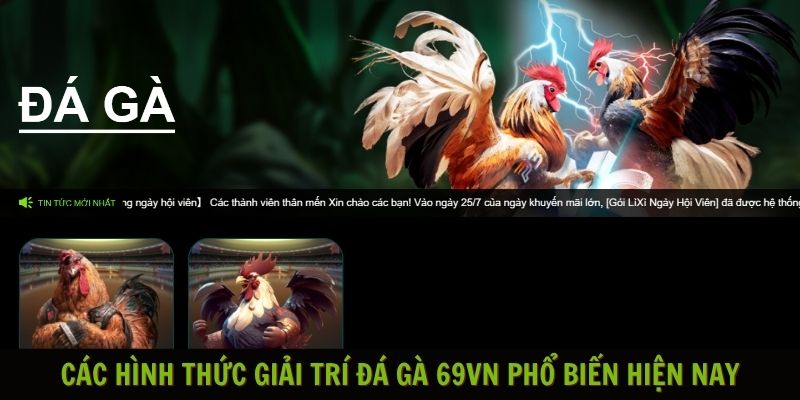 Đá gà 69vn